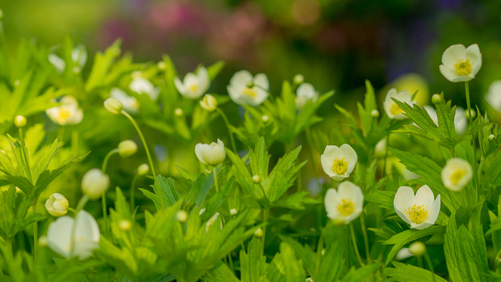 kwiaty-do-szklanego-wazonu