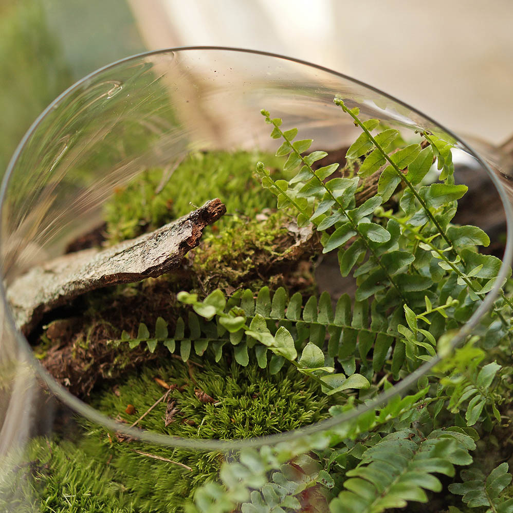 prezent-dla-kobiety-mossarium-na-korzeniu-lesne-mech